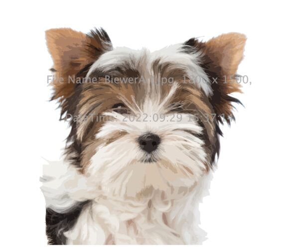Biewer a la Pom Pon Note Cards - Image 3